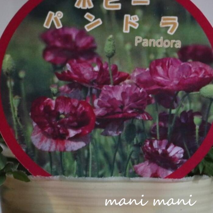 ポピー「パンドラ」3寸ポット苗 苗 ガーデニング 庭植え 花苗