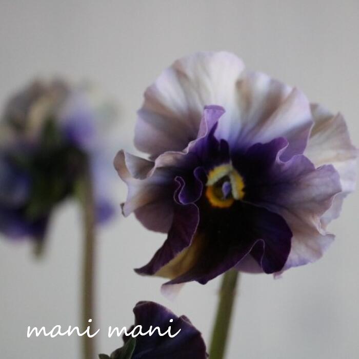 桂楓園さん育種 パンジー 「フェデネージュ ムーンライト」3.5ポット苗 花苗 寄せ植え リース 花壇 パンジー ガーデニング