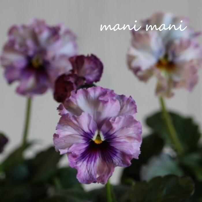 桂楓園さん育種 パンジー 「フェデネージュ クリームピンク」3.5ポット苗 花苗 寄せ植え リース 花壇 パンジー ガーデニング