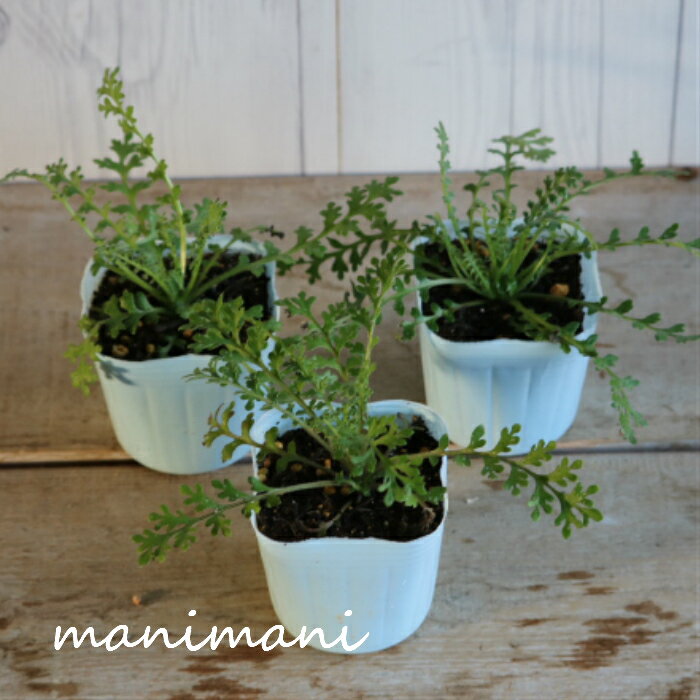 �ͥ�ե��� ���󥷥��˥��֥롼 3���ݥå��� �����ɥ��С� �󤻿��� ������ ���� ����