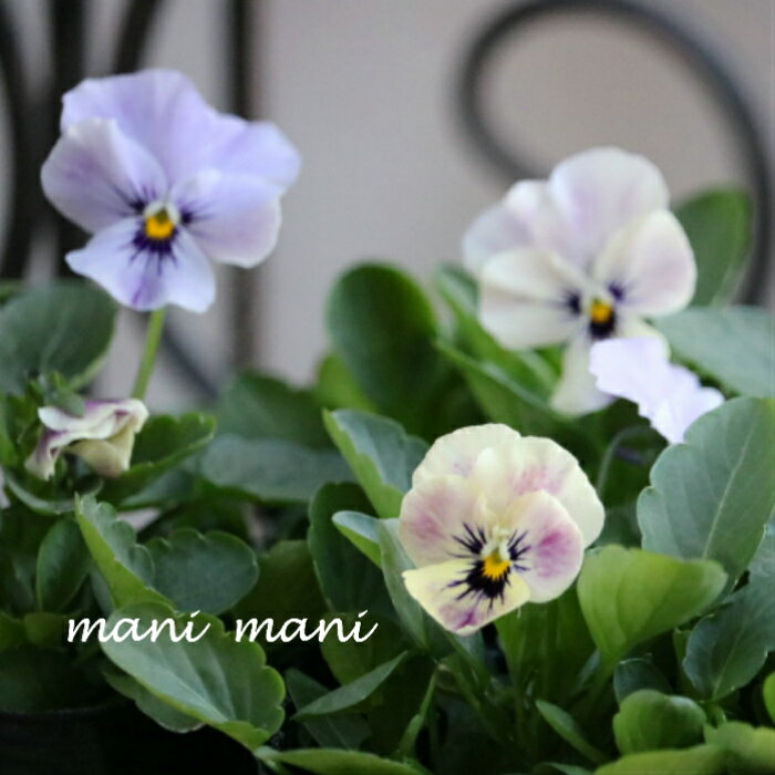 3苗セット ビオラ ももか みやび 3寸ポット苗 産地直送 花苗 良株