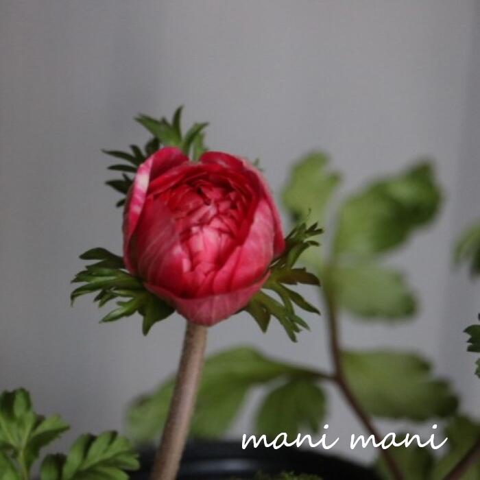 Ȭ�ź餭���ͥ�� ��å� 3.5���ݥå��� ���� �󤻿��� ���� �ɺ��� �����ǥ˥� ������