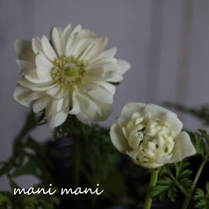 Ȭ�ź餭���ͥ�� �ۥ磻�� 3.5���ݥå��� ���� �󤻿��� ���� �ɺ��� �����ǥ˥� ������