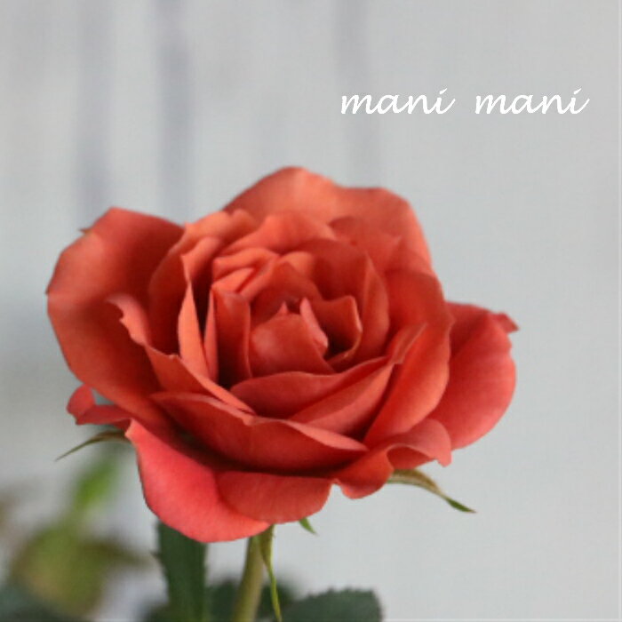 ミニバラ 「テディベア」3～3.5寸ポット苗 オレンジロザミニ レッドミニモ クラシックカラー アンティークカラー 人気 四季咲き 花苗 苗 寄せ植え