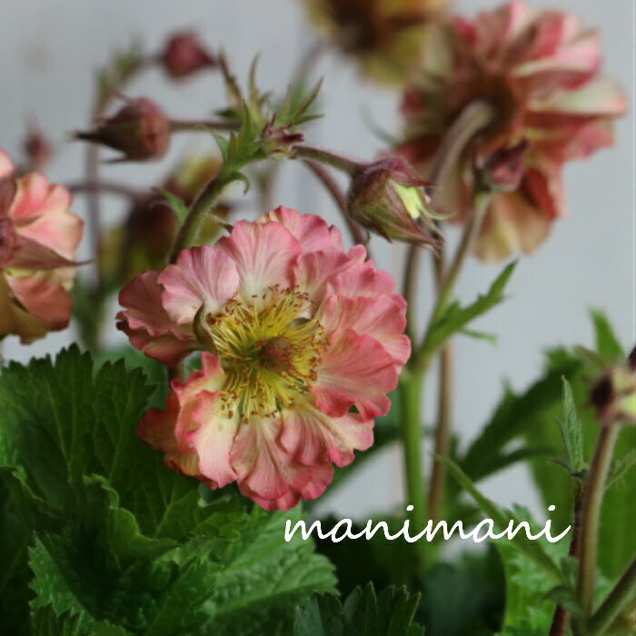 �����ࡡ�ѥƥ������꡼���֥ץ�ƥ������ȡ��ԡ�����3�����󥰡�3.5���ġ����ġ��֡��ɺ��𡡽դβ֡������ǥ˥�