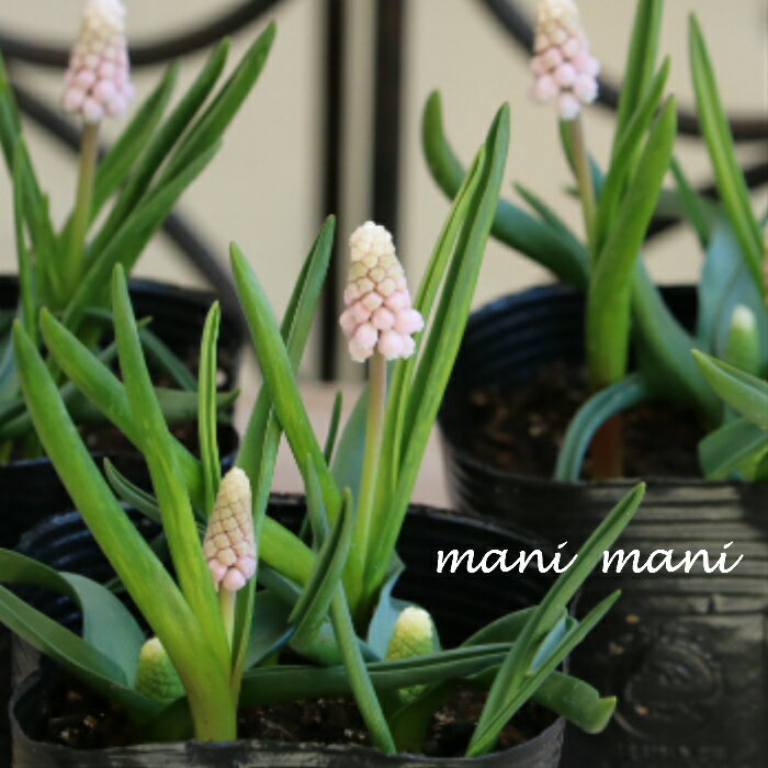 ムスカリ「ピンクサンライズ」3.5寸ポット苗 寄せ植え　庭植え 花苗 希少 ガーデニング 花壇 球根