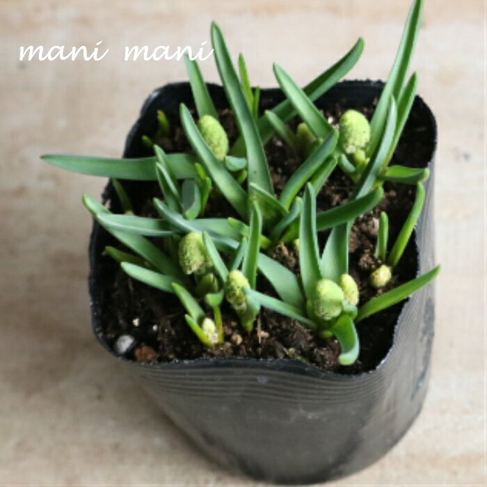 ムスカリ　芽出し球根「 ホワイトマジック」3.5寸ポット苗　庭植え　花苗　希少