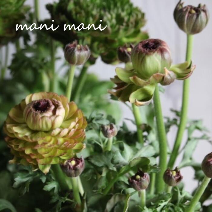 �����|�����o�̃��i���L�����X �u�A���N�l�v5�����@�ԕc �� ���� �t�̉� �ϊ��� �Ԓd �K�[�f�j���O �뉀