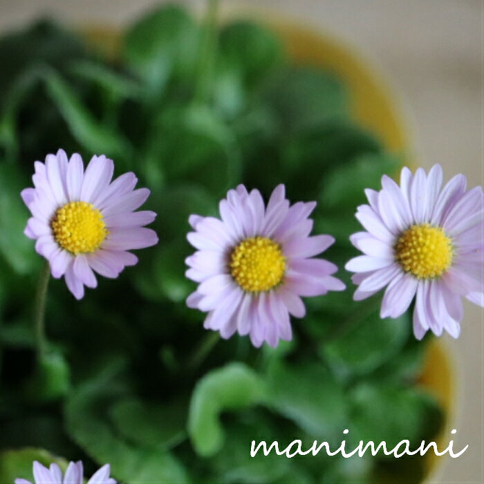 イングリッシュデージー「アルムの空」「ライトブルー