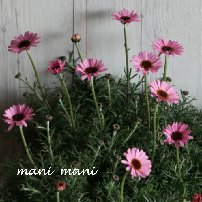 楽天市場】ホイップ マカロン（花・ガーデン・DIY）の通販