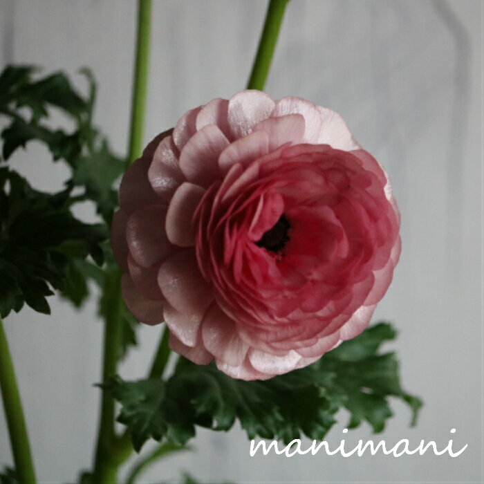 綾園芸さんのラナンキュラス ラックス「ヘラ」3.5寸ポット苗 花苗 花 球根 耐寒性 光沢 花壇 ガーデニング 庭園