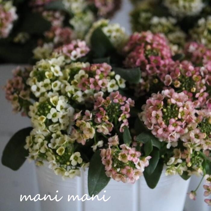 楽天市場】スイートアリッサムの通販