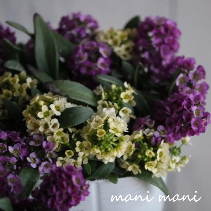 楽天市場】スイートアリッサムの通販