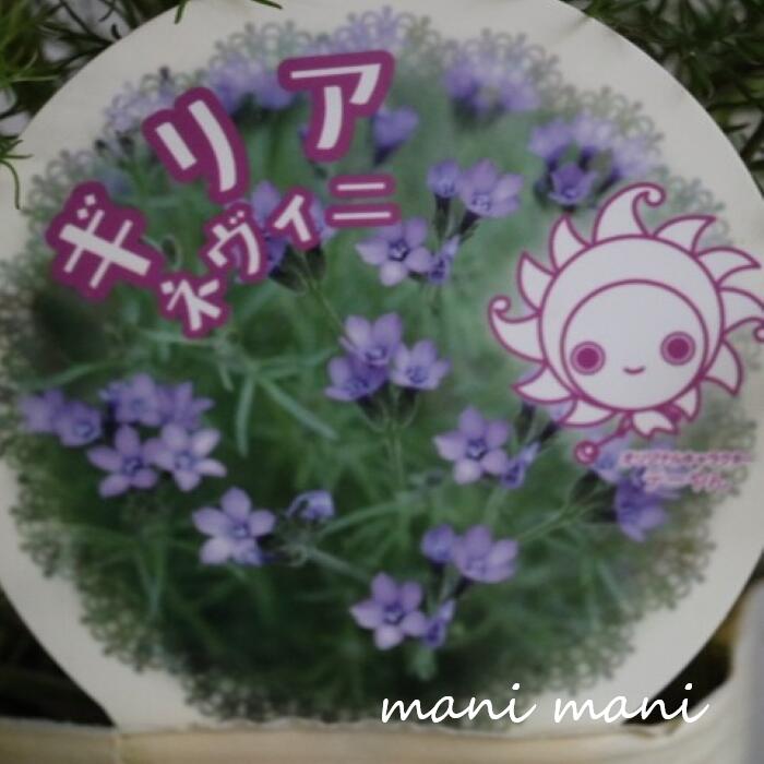 楽天市場】ミニアキレアの通販