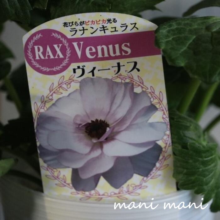 楽天市場】ラナンキュラス ラックスの通販