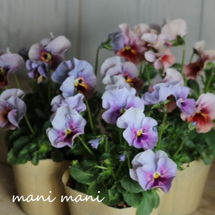 楽天市場】希少 花苗の通販