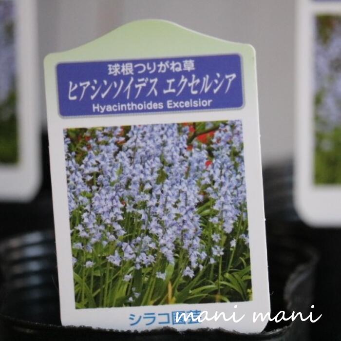 【球根植物】 ヒアシンソイデス「エクセルシア」シラー・カンパニュラタ 球根つりがね草 3寸ロングポット苗 植物 庭植え 鉢植 花苗 ガーデニング