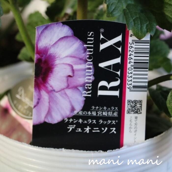 楽天市場】ラナンキュラス ラックス（花・観葉植物｜花・ガーデン・DIY