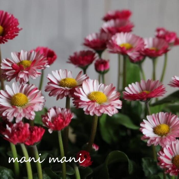 楽天市場】希少 花苗の通販