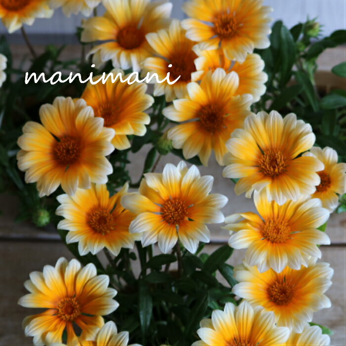 宿根栄養系ガザニア「カナリアスマイル」3.5寸ポット苗 苗 栄養系 宿根草 多年草 黄色 花苗 寄せ植え 庭植え グランドカバー 耐寒性 耐暑性