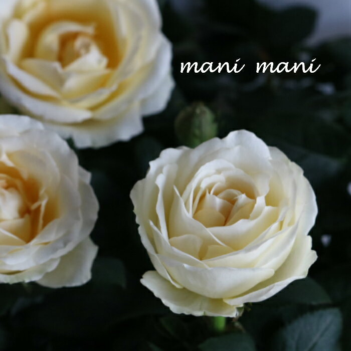 ミニバラ 「インフィニティ ホワイト」4号鉢 花期が長い 室内でも楽しめる インフィニティ-ローズ クラシックカラー アンティークカラー 人気