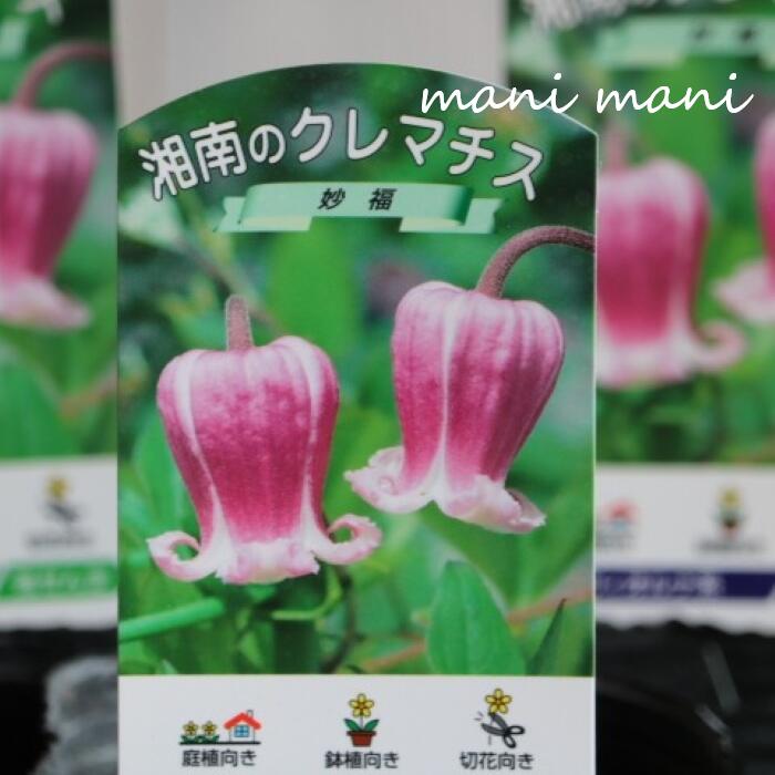 楽天市場】クレマチス 苗（花・観葉植物｜花・ガーデン・DIY）の通販