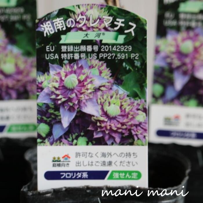 樂天商城 - クレマチス「大河～タイガ～」3.5寸苗 万重咲き 希少 花苗 宿根草 フロリダ系 紫 グリーン 変わり咲き 四季咲き 鉢植え 庭植え つる性 フェンス トレリス