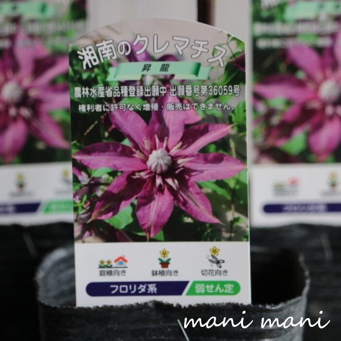 クレマチス「昇龍～ショウリュウ～」3.5寸ポット苗 苗 希少 大輪 鉢植え 庭木 宿根草 フロリダ系 ガーデニング 贈り物 プレゼント
