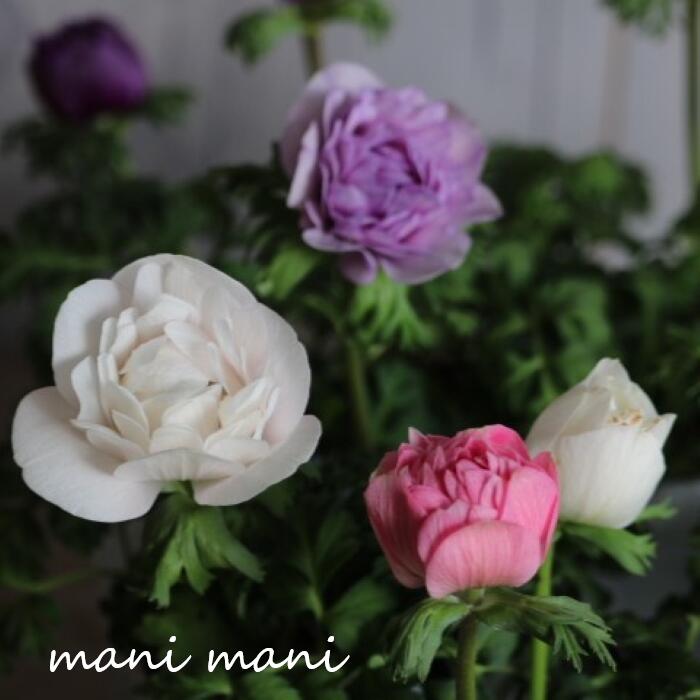 八重咲きアネモネ「フラン」2本植え 3.5寸ロングポット ハピネス 広原園 コラボ 花苗 宿根草 ニュアンスカラー 寄せ植え 鉢植え 庭植え 花色おまかせ