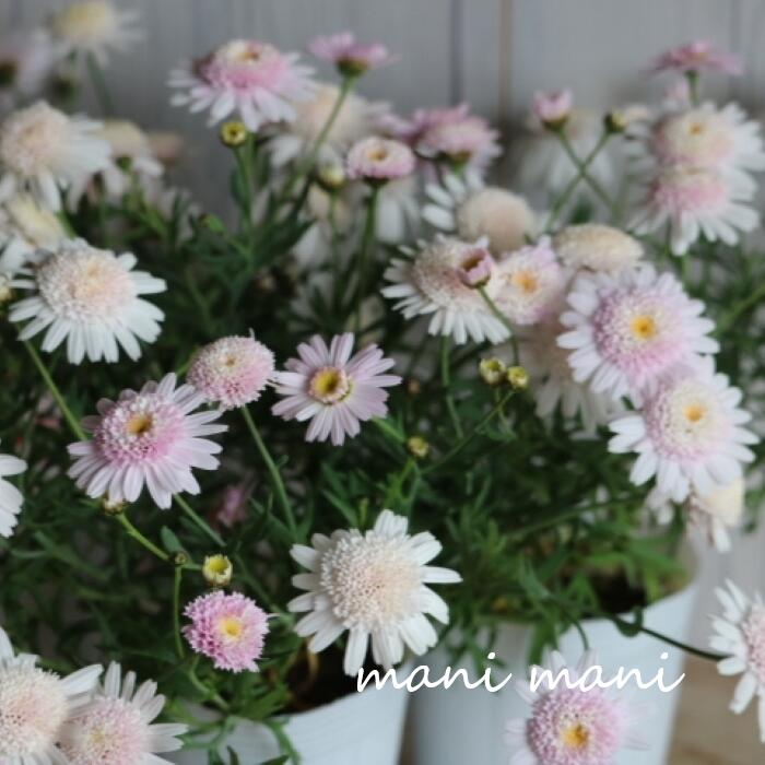 たんぽぽ咲きマーガレット「ぽぽたん」ベビーピンク　3寸ロングポット苗　松原園芸　花苗　寄せ植え　花壇