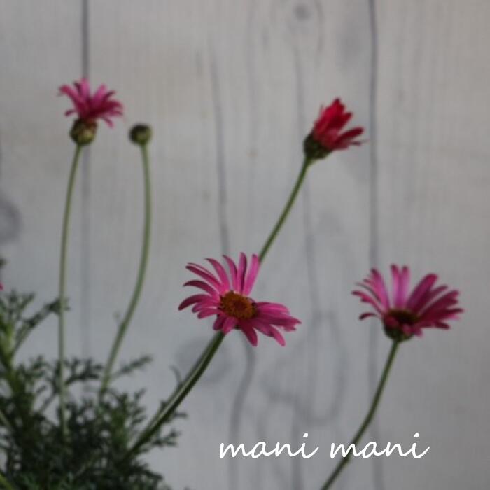 ビジューマム「ガーネット」3.5寸ポット苗 寄せ植え 庭植え 花苗 ガーデニング 苗 春