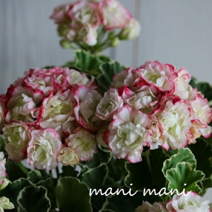 斑入りゼラニウム アップルブロッサム 「ホワイトリング」6号鉢 苗 鉢植え 希少 八重咲き 斑入り カラーリーフ ローズゼラニウム 寄せ植え 花苗 ギフト 玄関 庭 室内 ガーデニング プレゼント