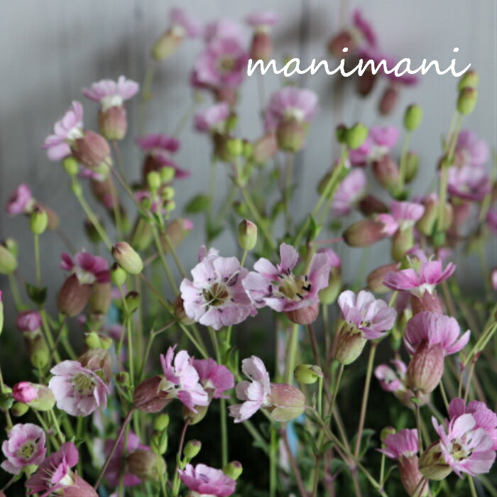 シレネ 「ジュエル」3～3.5寸ポット苗 寄せ植え 庭植え 花苗