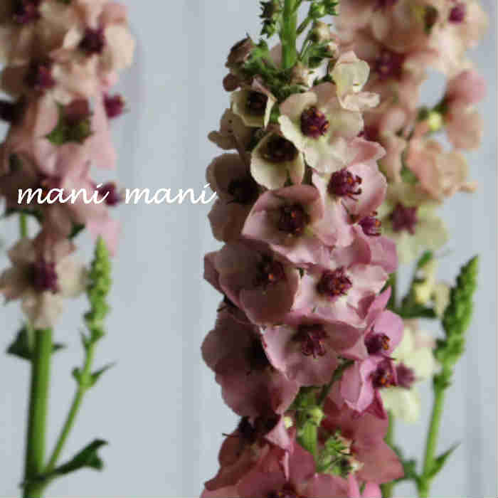 バーバスカム「サザンチャーム」3寸ポット苗 庭植え イングリッシュガーデン 花苗 花壇 希少 アンティークカラー ニュアンスカラー 宿根草 多年草 耐寒性 縦長 玄関 庭 ガーデニング