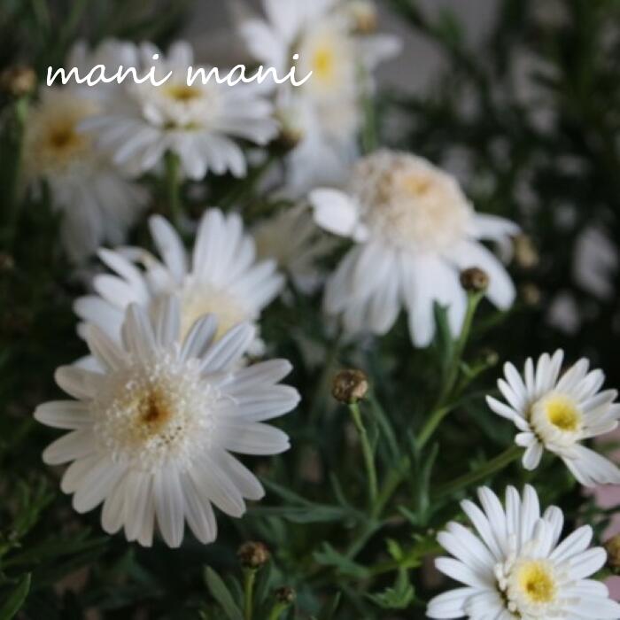 合種 - たんぽぽ咲きマーガレット「ぽぽたん」ホワイト 3寸ロングポット苗　松原園芸　花苗　寄せ植え　花壇