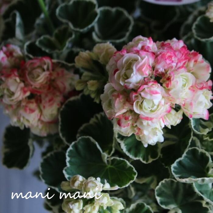 楽天市場】ゼラニウム 種（開花時期秋）（鉢花｜花・観葉植物）：花