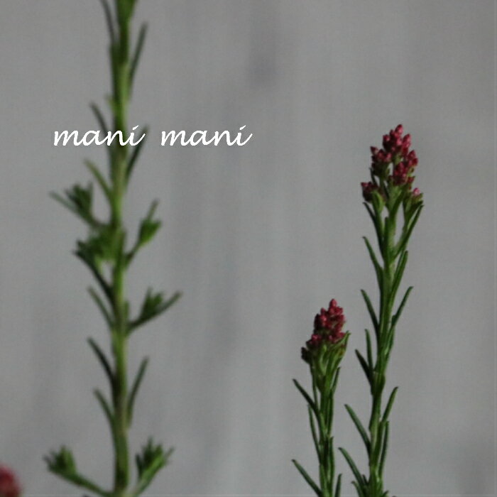 ライスフラワー「ロイヤルピンク」2.5〜3寸ポット苗 花苗 常緑低木 寄せ植え 鉢植え ドライフラワー 切り花 希少 ガーデニング 庭木 オーストラリア原産