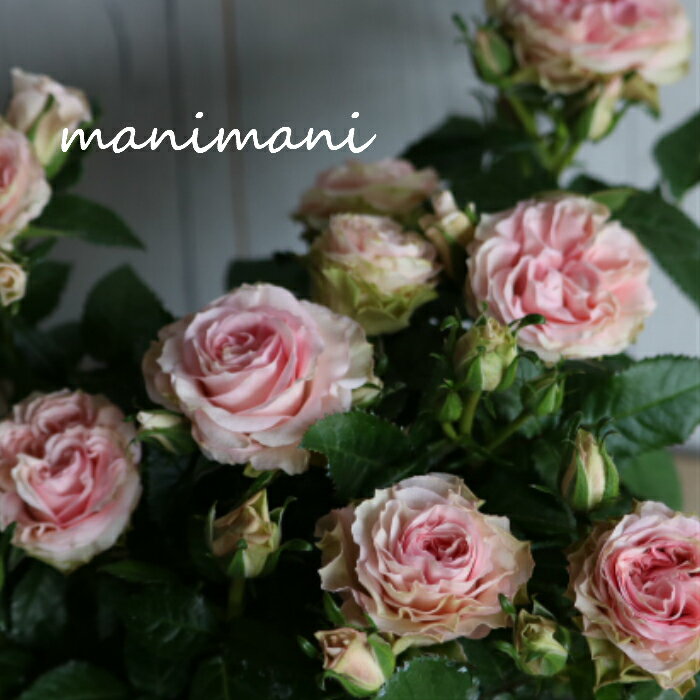 樂天商城 - 【希少】ミニバラ 「ポエトリー　コルダーナ」3〜3.5寸ポット苗　薔薇　花苗　アンティーク　シック