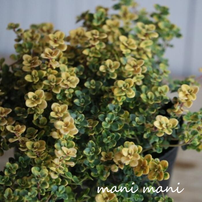 斑入りタイム「ドーンバレー」2.5〜3寸ポット　ハーブ 芳香 多年草 常緑 匍匐性 グランドカバー 寄せ植え 鉢植え カラーリーフ レモンタイム 希少 庭植え