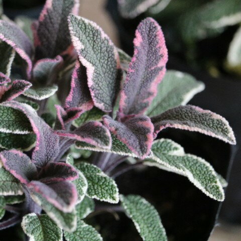 樂天商城 - ハーブ「トリコロールセージ」3寸ポット苗　セージ コモンセージ 寄せ植え 鉢植え 常緑 多年草 カラーリーフ 料理 香り 希少 ガーデニング 庭植え