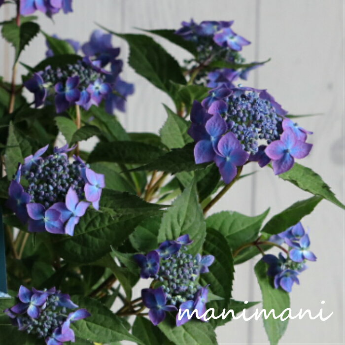 樂天商城 - 【吉岡麗子さん】山紫陽花「藍姫」4号鉢　開花株　花苗　アジサイ　あじさい　母の日　プレゼント