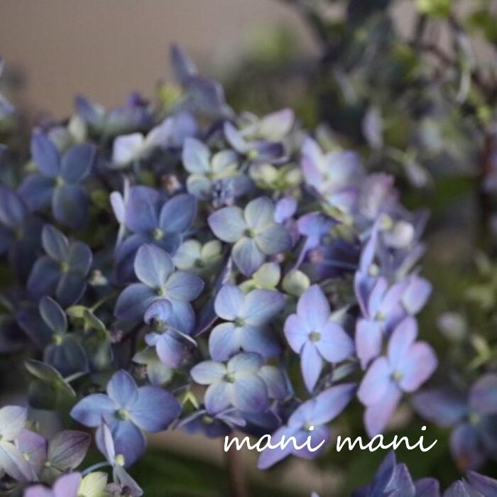 Hydrangea - 【吉岡麗子さん】山紫陽花「満点星〜マンテンボシ〜」4号鉢 開花株 花苗 アジサイ あじさい 母の日 プレゼント