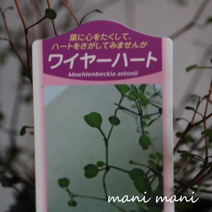 樂天商城 - ワイヤープランツ「ワイヤーハート」3寸ポット苗　寄せ植え　リース　花苗　花壇　ガーデニング
