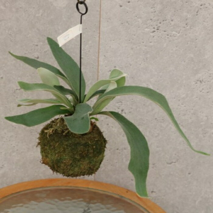 コウモリラン「ヴィーチー」吊り苔玉 観葉植物　室内インテリア　　屋内　観賞価値が高い　インテリアグリーン