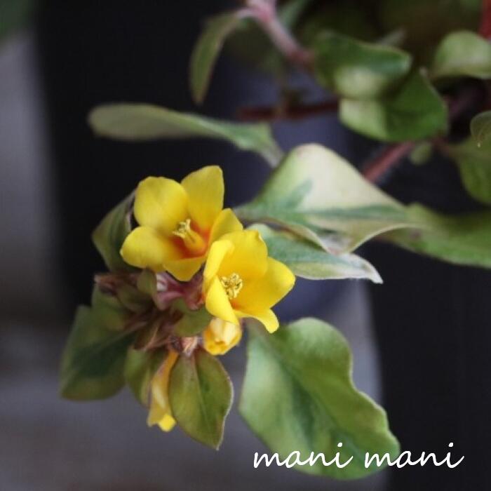 樂天商城 - リシマキア「リッシー」2.5〜3寸ポット苗　寄せ植え 宿根草 多年草 斑入り カラーリーフ グランドカバー 耐寒性 玄関 庭 ガーデニング
