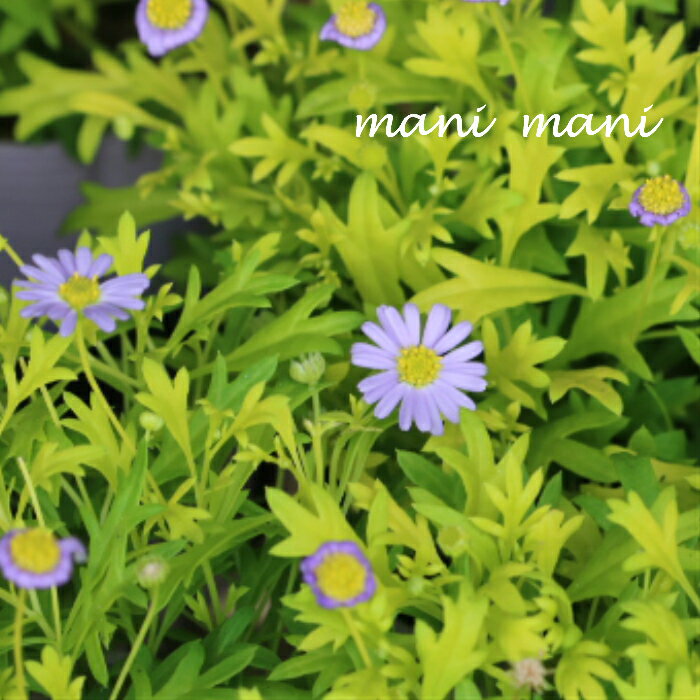 樂天商城 - ブラキカム「ゴールドマット」2.5寸ポット苗　珍しい　寄せ植え　庭植え　花苗