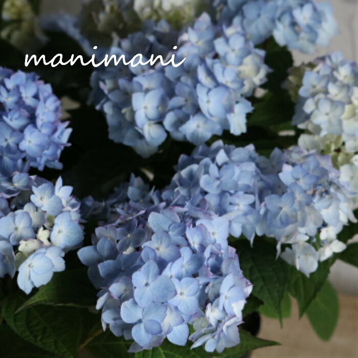 樂天商城 - 【吉岡麗子さん苗】山紫陽花「倉木てまり　ブルー」3寸苗 開花株　花苗　アジサイ　あじさい　母の日　プレゼント　インテリア