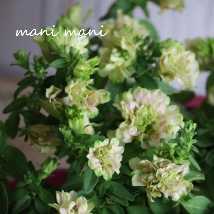 樂天商城 - ペチュニア 湘南リプル「ぺスカ」 3.5寸ポット苗　斑入り 花苗 寄せ植え ガーデニング ボリューム シック アンティーク 花壇 希少 新品種