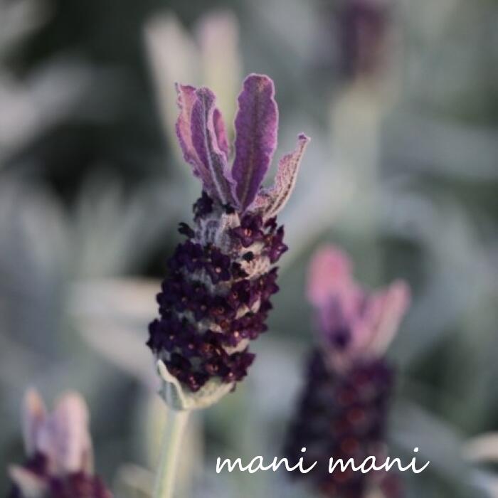 盆花 - フレンチラベンダー 「ショコラティエ」2.5寸〜3.5寸ポット苗　寄せ植え　庭植え　花苗　苗