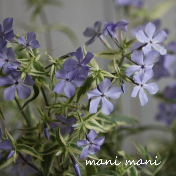 樂天商城 - 斑入り宿根フロックス「モントローザトリカラー」3寸ポット苗 ツルハナシノブ 宿根草 多年草 耐寒性 常緑 斑入り カラーリーフ 寄せ植え グランドカバー 鉢植え 青い花 春の花 希少 ガーデニング